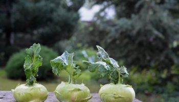 chinese-cabbage-kohlrabi-1573404_640