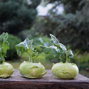 chinese-cabbage-kohlrabi-1573404_640