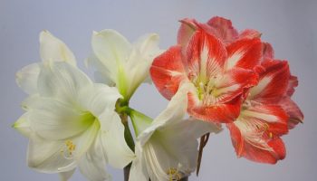 amaryllis-1080459_640