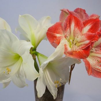 amaryllis-1080459_640