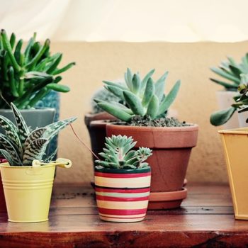 fat-plants-2493799_640