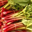 market-fresh-rhubarb-3503166_640