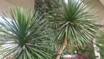 Dracena_draco_5