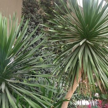 Dracena_draco_5
