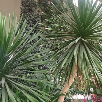 Dracena_draco_5