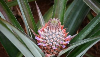 pineapple-plant-1047353_640