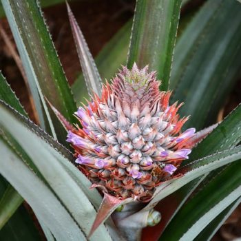 pineapple-plant-1047353_640