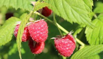 raspberries-3531148_640