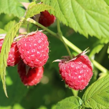 raspberries-3531148_640