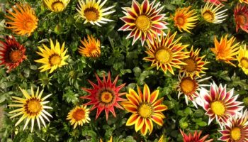 gazania-1210465_640