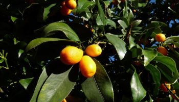 kumquat-2852236_640