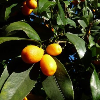 kumquat-2852236_640