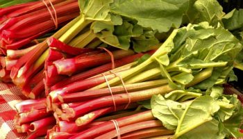 market-fresh-rhubarb-3503166_640