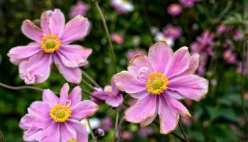 fall-anemone-954087_640