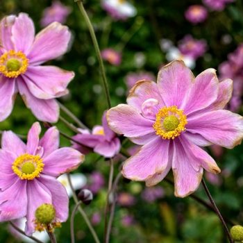 fall-anemone-954087_640