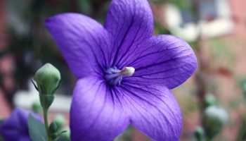 balloon-flower-829670_640