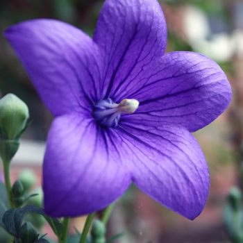 balloon-flower-829670_640