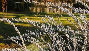 willow-catkin-4767812_640