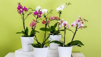 orchids-595242_640