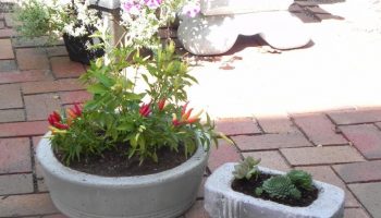 garden-diy-concrete-planters-cotcozy-106240