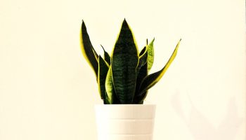 sansevieria-2582056_640