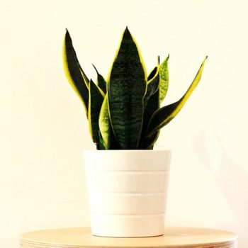 sansevieria-2582056_640