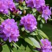 rhododendron-3411826_640