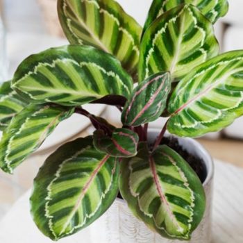 calathea-roseopicta-angela-kalatea-rozowokropkowana.