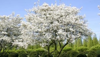 Amelanchier lamarckii (A. canadensis)