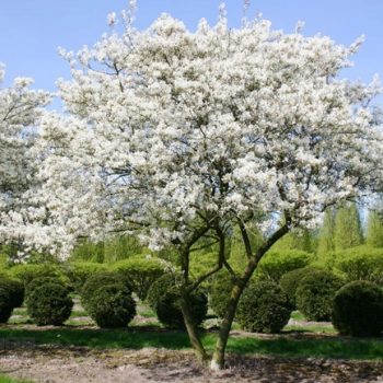 Amelanchier lamarckii (A. canadensis)