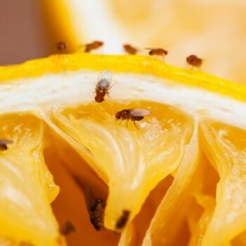 Fruit flies