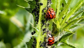 ladybug-3478620_640