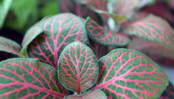 fittonia-1458809_960_720