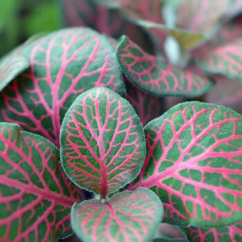 fittonia-1458809_960_720