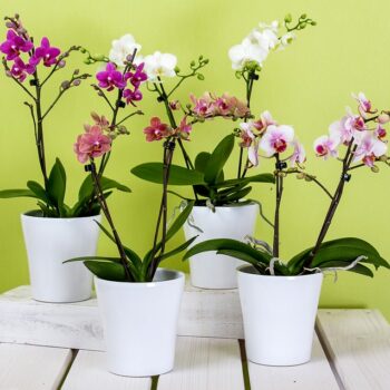 orchids-595242_960_720