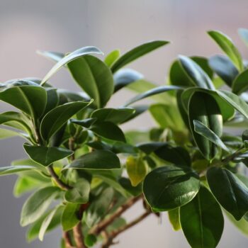 ficus-2682320_960_720