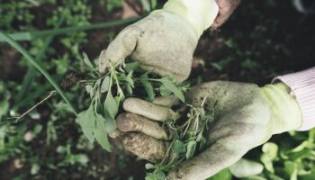 gardening-2518377_960_720