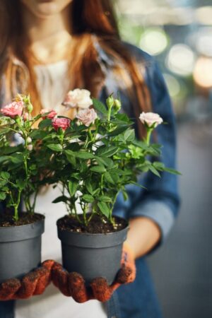 female-gardener-holding-small-roses-pots-close-up_197531-22355