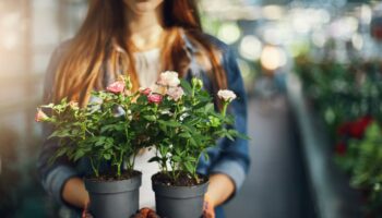female-gardener-holding-small-roses-pots-close-up_197531-22355
