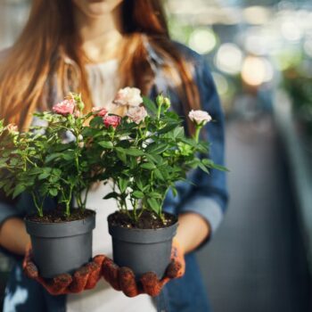 female-gardener-holding-small-roses-pots-close-up_197531-22355