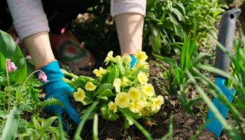 woman-planting-primula-flowers-spring-garden_116407-6159