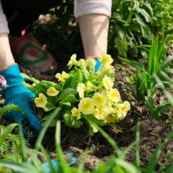 woman-planting-primula-flowers-spring-garden_116407-6159