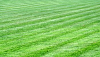 grass