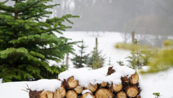 Neatly,Piled,Stack,Of,Chopped,Dry,Trunks,Wood,Covered,With