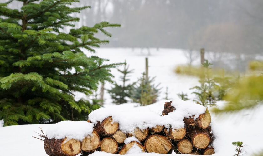 Neatly,Piled,Stack,Of,Chopped,Dry,Trunks,Wood,Covered,With