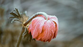rostlina_v_zime