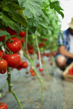 Organic food farm.