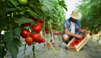 Organic food farm.