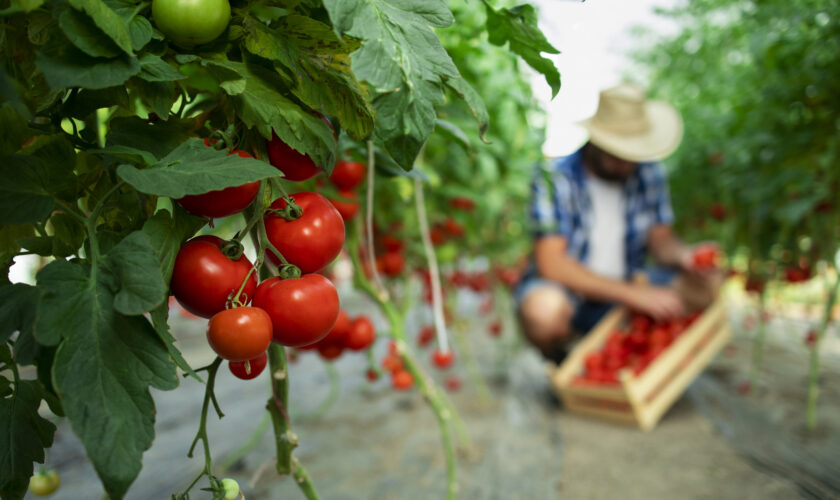 Organic food farm.
